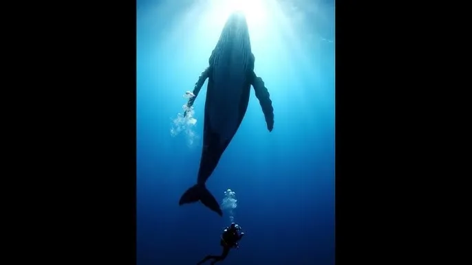 蜜芽188.CNN.1151观看B站 - 深蓝星球：探索海洋深处的未知世界